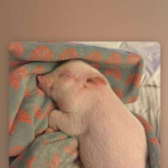 石坎节**胡得禄