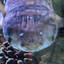 pufferfish