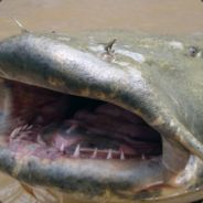 O Catfish My Catfist