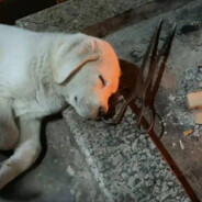 全世界第一笨蛋