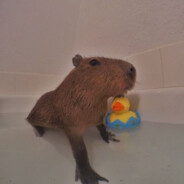 перёга сират avatar