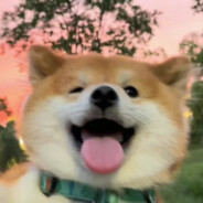 猪是的念来过倒