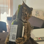 meowdia