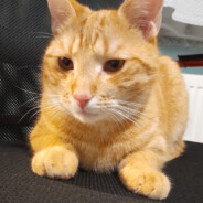 George Orwell z bongiem