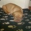 chanello playzz