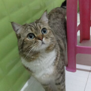 盗号你明天就④