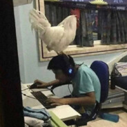 ZAVET | King of the cocks