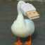 usb_goose