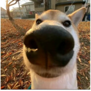 加勒比海带12138