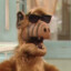 ALF