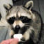 PyromanticRaccoon