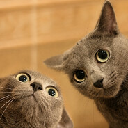 nubcake -MeoW-