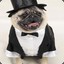 Don Pug