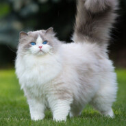 ♠CoUrAgE - steam id 76561198401244184