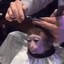 boostless monkey
