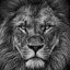 The Lion