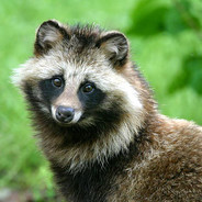 Tanuki