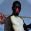 Pingu