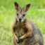 Wallaby