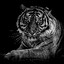 the tiger shows quiet grace