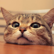 干完这碗大米饭