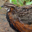Quail