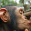 Aggresive Monkey
