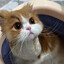 Flood Cat