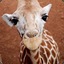 Giraffelover