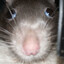 rat