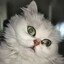 LOOK AT THE MAP's avatar
