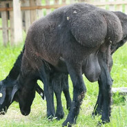 бараний курдонюх