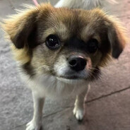 去码头整点薯条