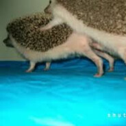 касорылый ежбан