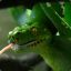 Morelia viridis