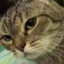 fading cat productions