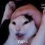 Avatar of Twitch tv Janooo29
