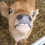 Happy Calf