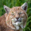 GaryBobCat