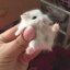 Jr.Hampster