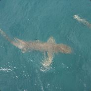 Zenix - steam id 76561197960459109