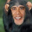 ape obama