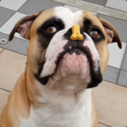 HisRoyalBarknessBuddy