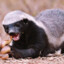 Honey Badger