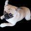 FRED The PUG