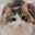 Longboard Cat