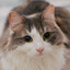 Longboard Cat