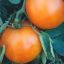 OrangeTomatoe