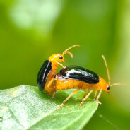 爱而不得不如当舔狗想咋舔咋舔