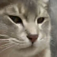 林林林林林雨霞